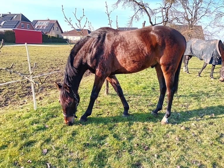 German Sport Horse Gelding 3 years 16,1 hh Bay-Dark in Pritzwalk