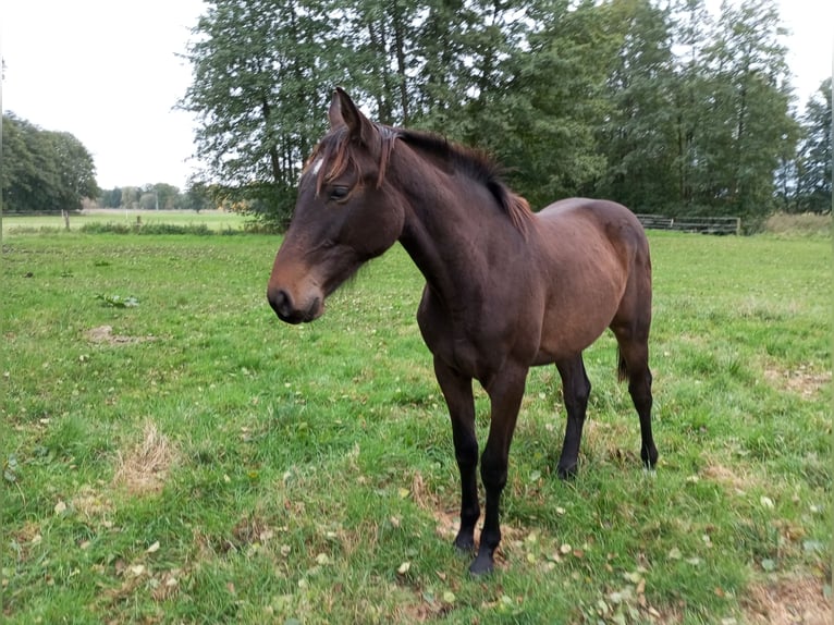 German Sport Horse Gelding 3 years 16,1 hh Bay-Dark in Pritzwalk