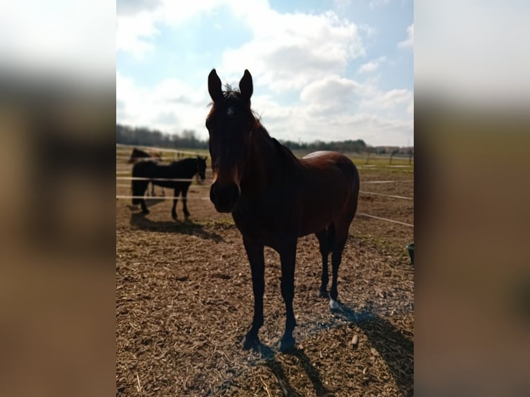 German Sport Horse Gelding 3 years 16,1 hh Bay-Dark in Pritzwalk