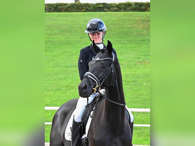 German Sport Horse Gelding 3 years 16,1 hh Black in Gomadingen
