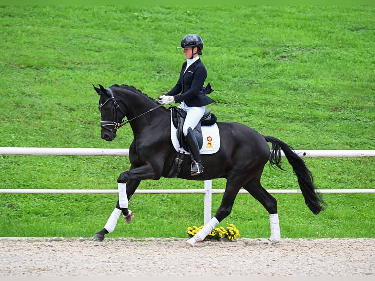 German Sport Horse Gelding 3 years 16,1 hh Black in Gomadingen