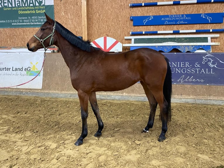 German Sport Horse Gelding 3 years 16,1 hh Brown in Neuenkirchen