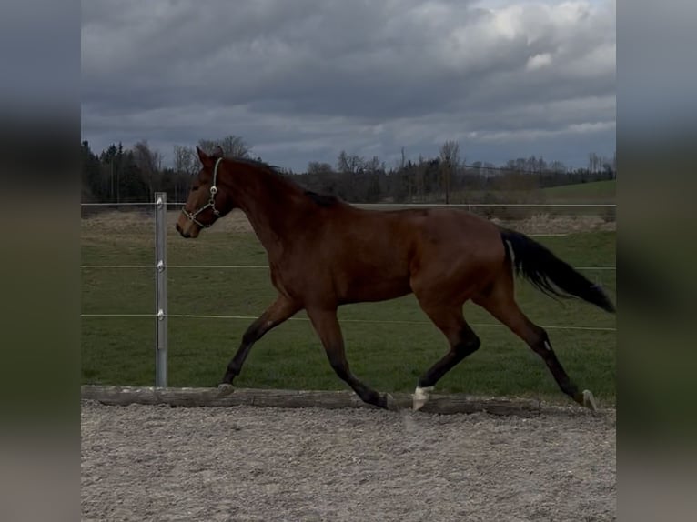 German Sport Horse Gelding 3 years 16,1 hh Brown in Achstetten