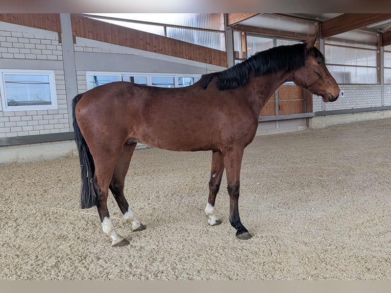German Sport Horse Gelding 3 years 16,1 hh Brown in Gerstetten