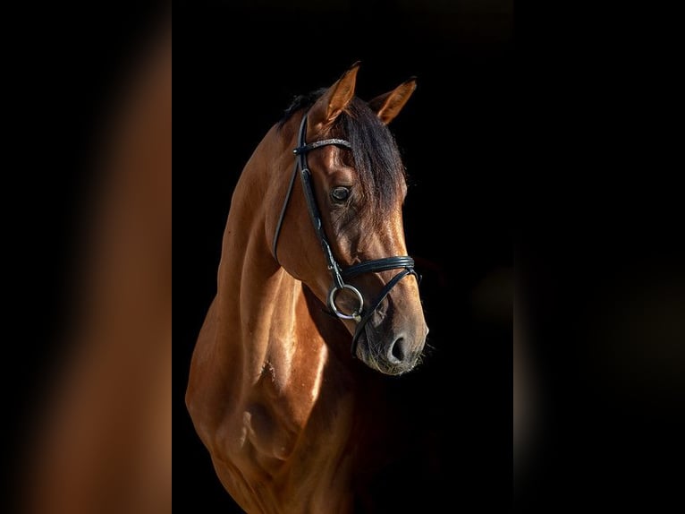 German Sport Horse Gelding 3 years 16,1 hh Brown in Kolkwitz
