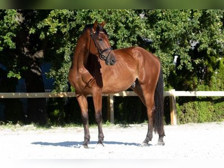 German Sport Horse Gelding 3 years 16,1 hh Brown in Kolkwitz