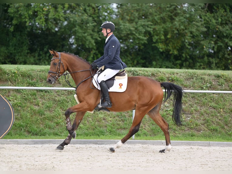 German Sport Horse Gelding 3 years 16,1 hh Brown in Gomadingen