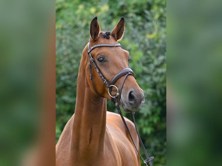 German Sport Horse Gelding 3 years 16,1 hh Brown in Gomadingen