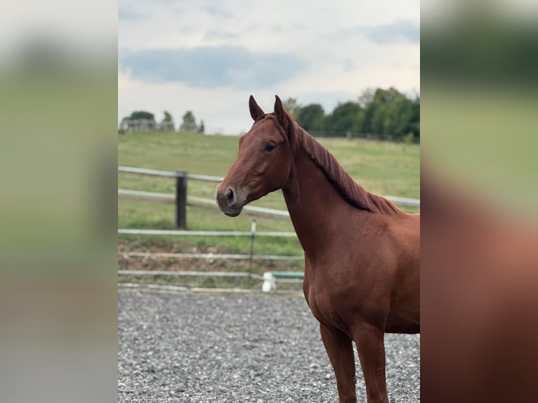 German Sport Horse Gelding 3 years 16,1 hh Chestnut in Laaber