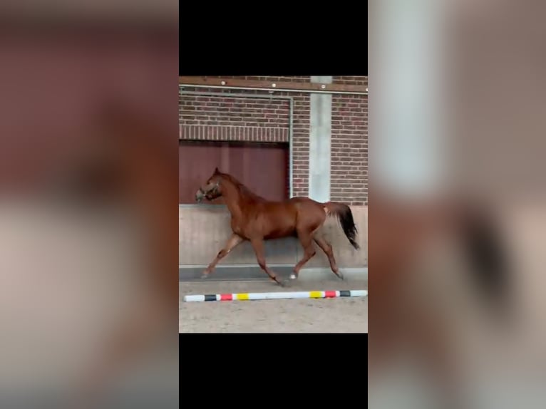 German Sport Horse Gelding 3 years 16,1 hh Chestnut-Red in Goch