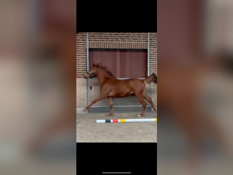 German Sport Horse Gelding 3 years 16,1 hh Chestnut-Red in Goch