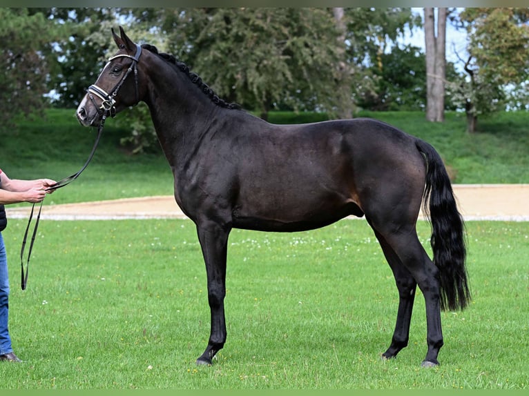 German Sport Horse Gelding 3 years 16,2 hh Bay-Dark in Gomadingen