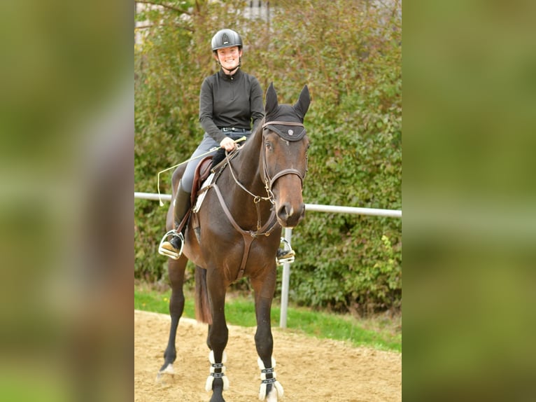German Sport Horse Gelding 3 years 16,2 hh Bay-Dark in Geilenkirchen German Sport Horse Gelding 3 years 16,2 hh Bay-Dark in Geilenkirchen