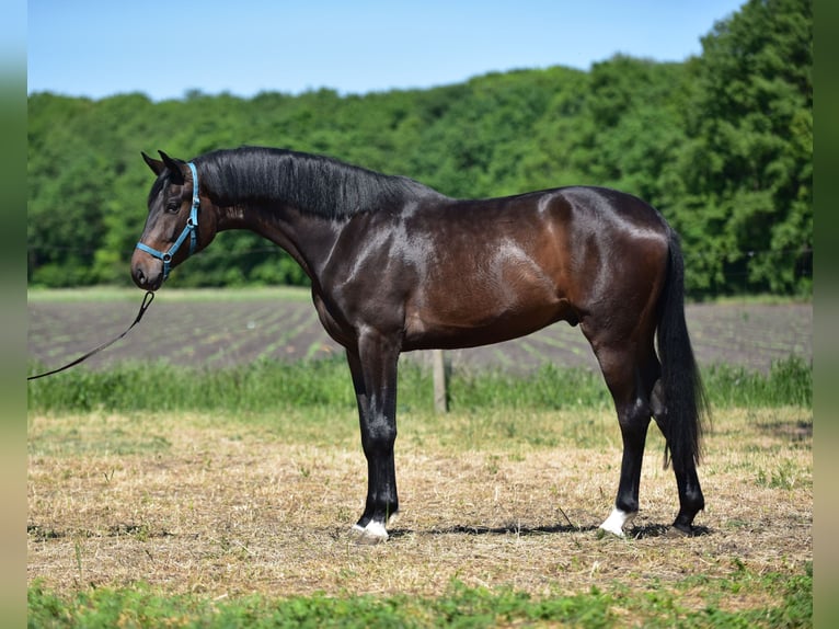German Sport Horse Gelding 3 years 16,2 hh Black in Kapuv&#xE1;r