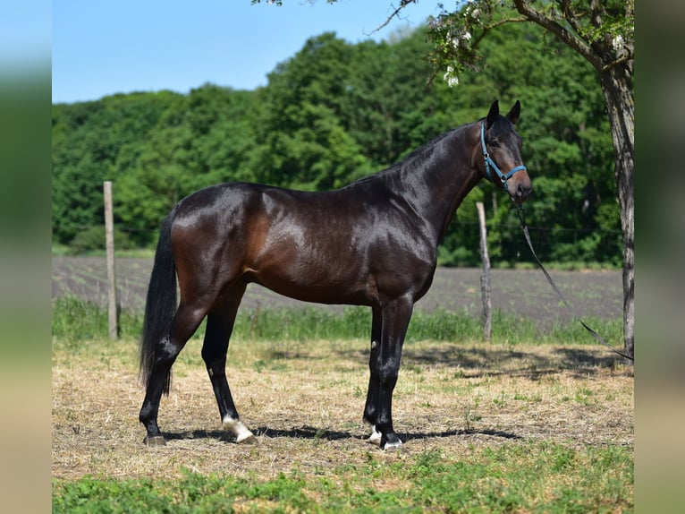 German Sport Horse Gelding 3 years 16,2 hh Black in Kapuv&#xE1;r