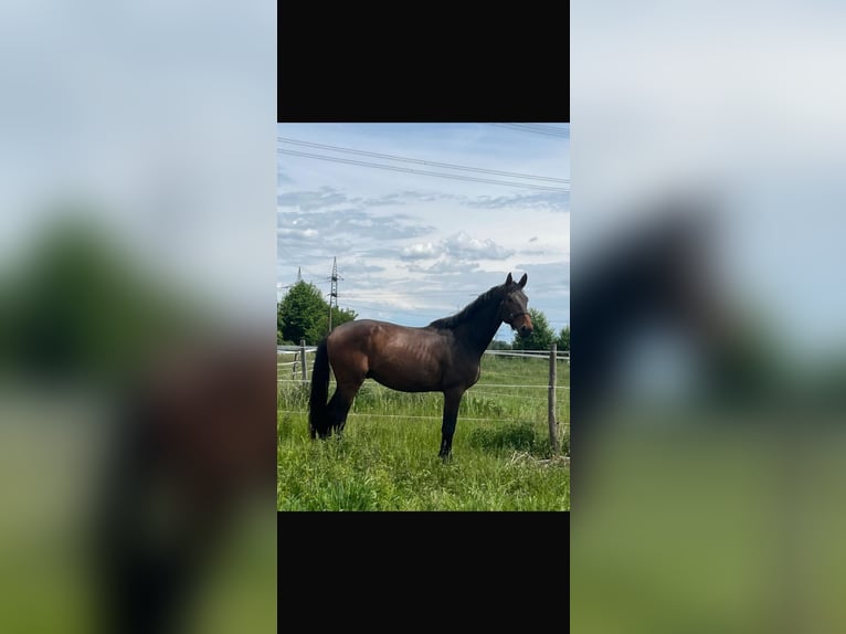 German Sport Horse Gelding 3 years 16,2 hh Brown in Karlsfeld