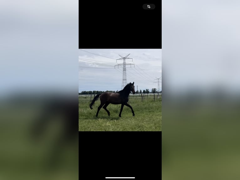 German Sport Horse Gelding 3 years 16,2 hh Brown in Karlsfeld