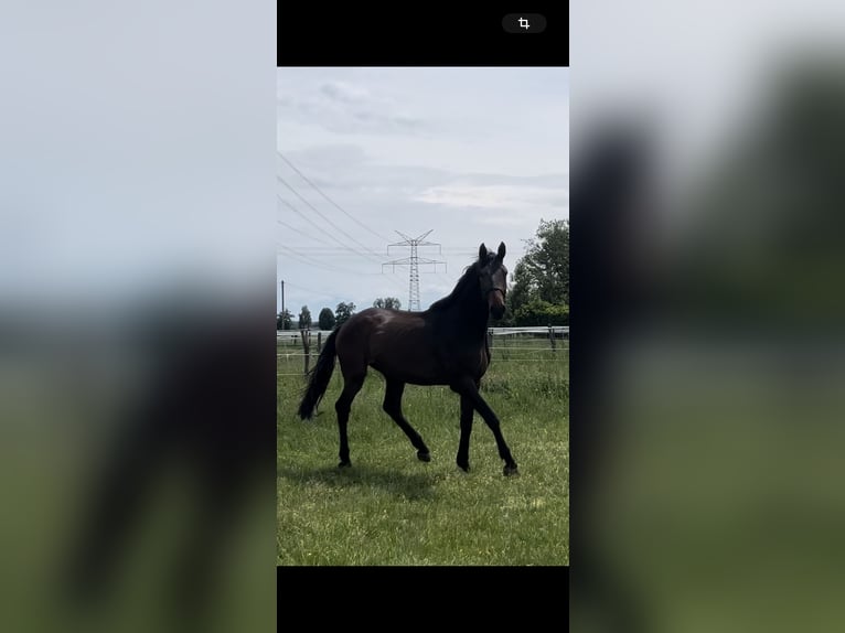German Sport Horse Gelding 3 years 16,2 hh Brown in Karlsfeld
