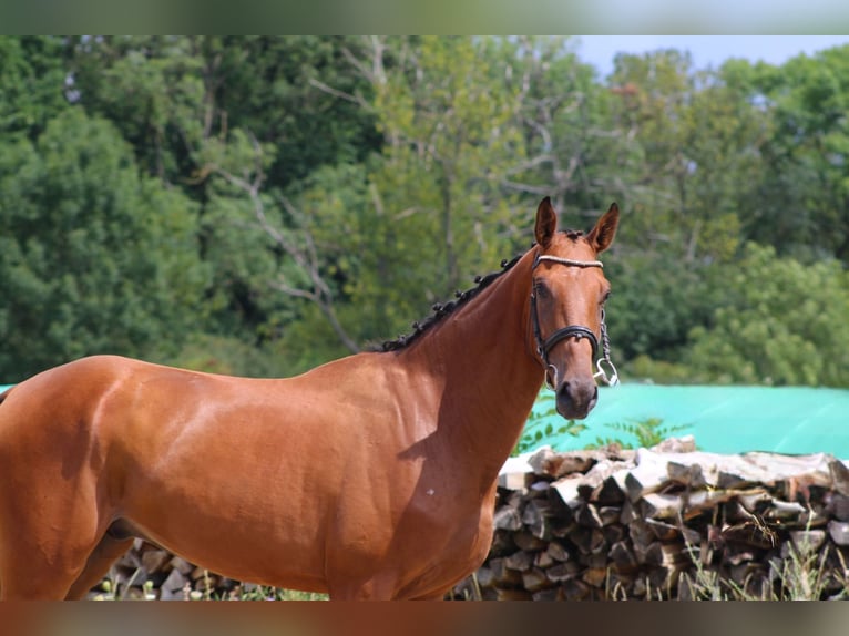 German Sport Horse Gelding 3 years 16,2 hh Brown in Ro&#xDF;dorf
