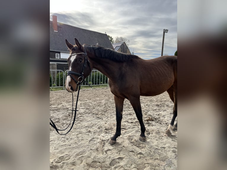 German Sport Horse Gelding 3 years 16,2 hh Brown in Chemnitz