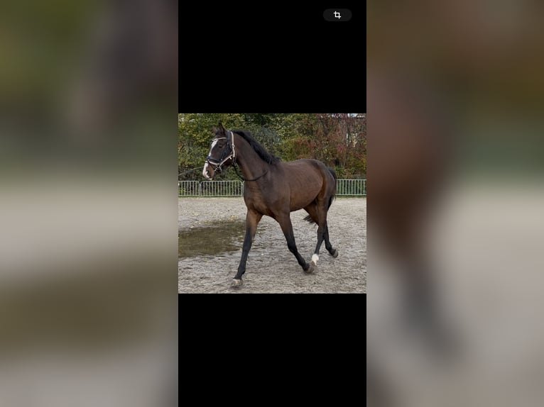 German Sport Horse Gelding 3 years 16,2 hh Brown in Chemnitz