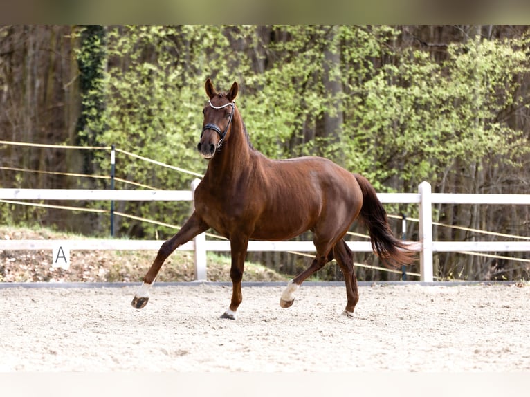 German Sport Horse Gelding 3 years 16,2 hh Chestnut in Bad Griesbach im Rottal