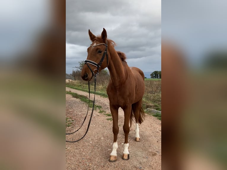 German Sport Horse Gelding 3 years 16,2 hh Chestnut-Red in Rochau