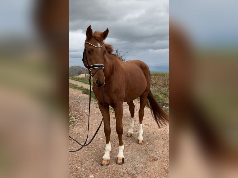 German Sport Horse Gelding 3 years 16,2 hh Chestnut-Red in Rochau