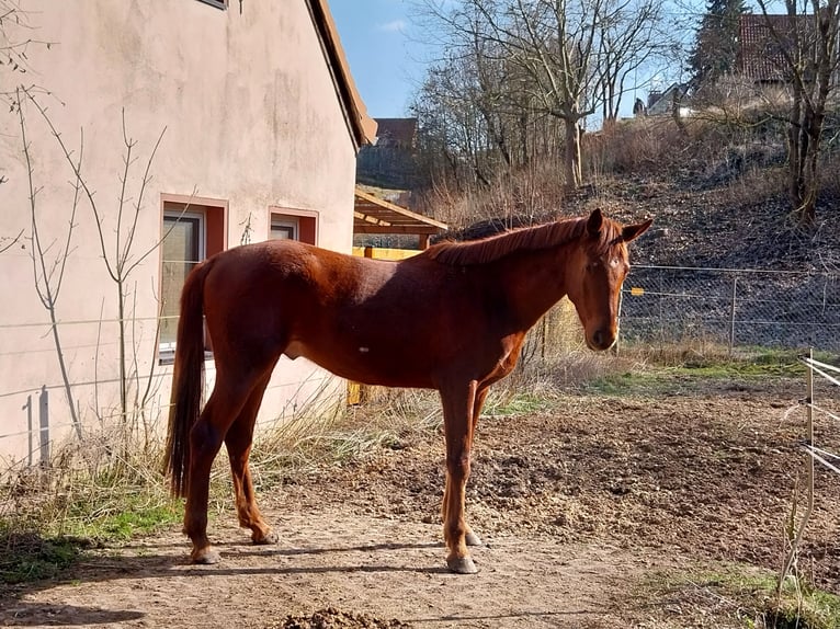 German Sport Horse Gelding 3 years 16,2 hh Chestnut-Red in Querfurt