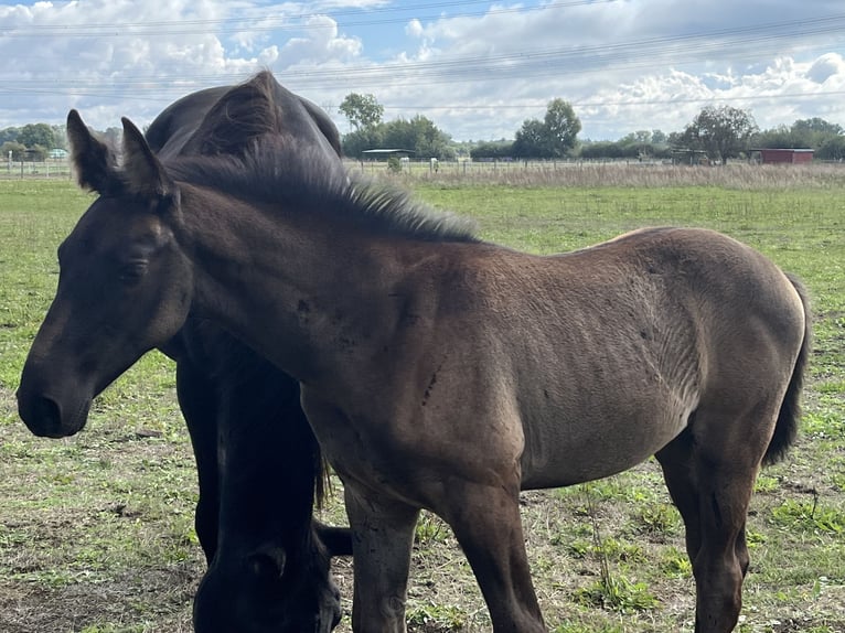 German Sport Horse Gelding 3 years 16,2 hh in Sch&#xF6;nwalde Glien