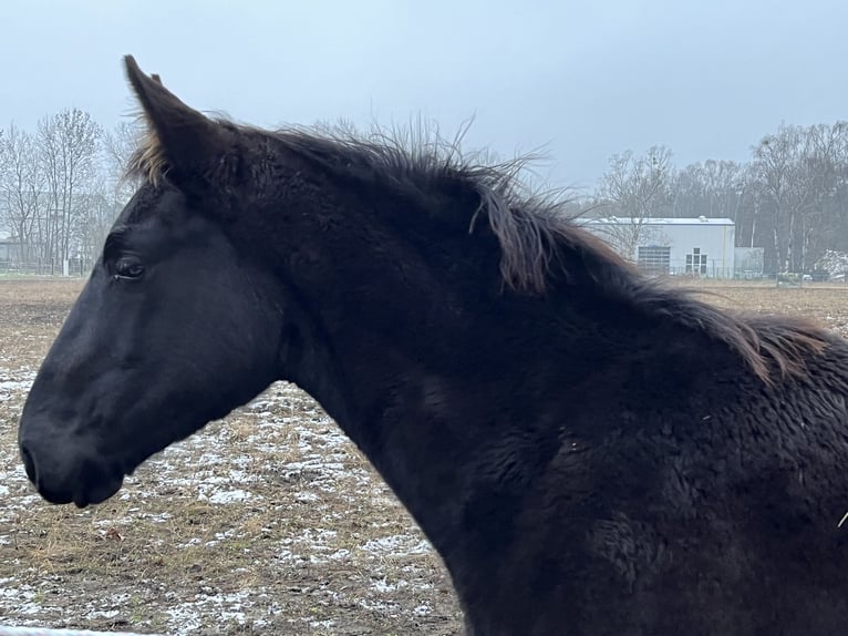 German Sport Horse Gelding 3 years 16,2 hh in Sch&#xF6;nwalde Glien