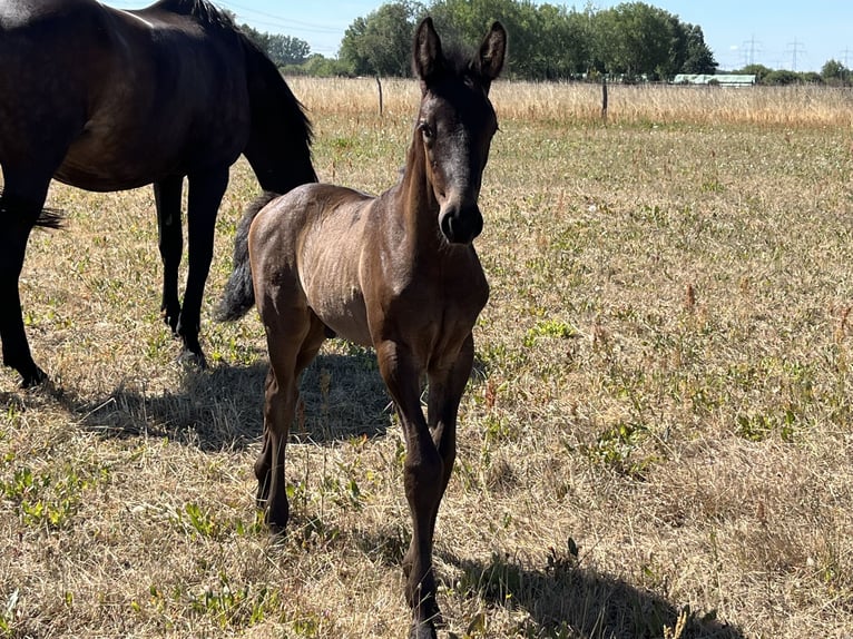 German Sport Horse Gelding 3 years 16,2 hh in Sch&#xF6;nwalde Glien