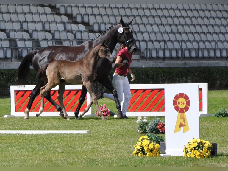 German Sport Horse Gelding 3 years 16,2 hh Smoky-Black in Wittstock/Dosse