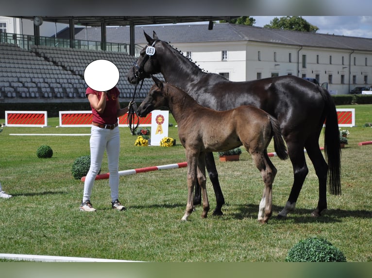 German Sport Horse Gelding 3 years 16,2 hh Smoky-Black in Wittstock/Dosse