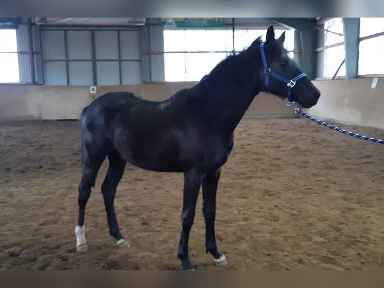 German Sport Horse Gelding 3 years 16,2 hh Smoky-Black in Wittstock/Dosse