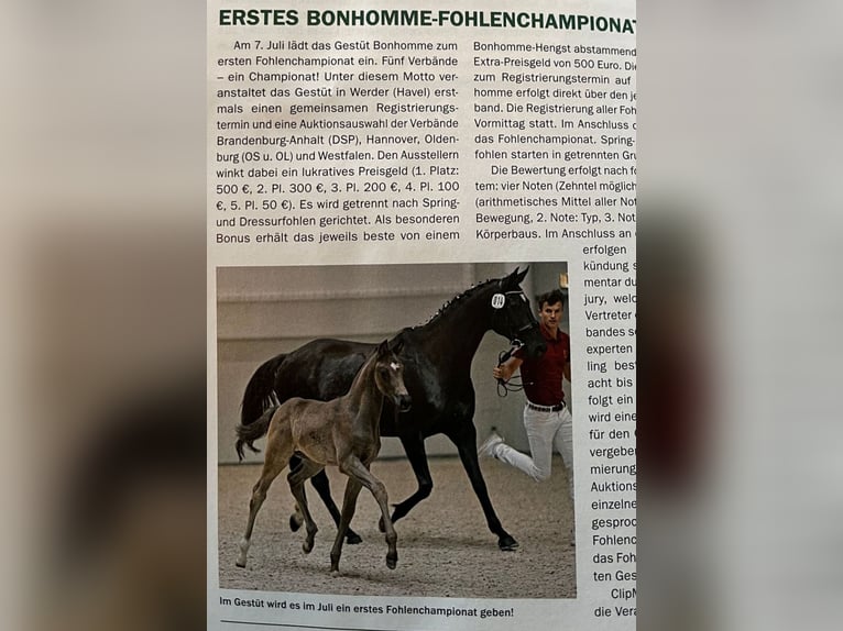 German Sport Horse Gelding 3 years 16,2 hh Smoky-Black in Wittstock/Dosse