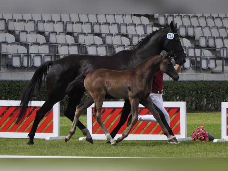German Sport Horse Gelding 3 years 16,2 hh Smoky-Black in Wittstock/Dosse