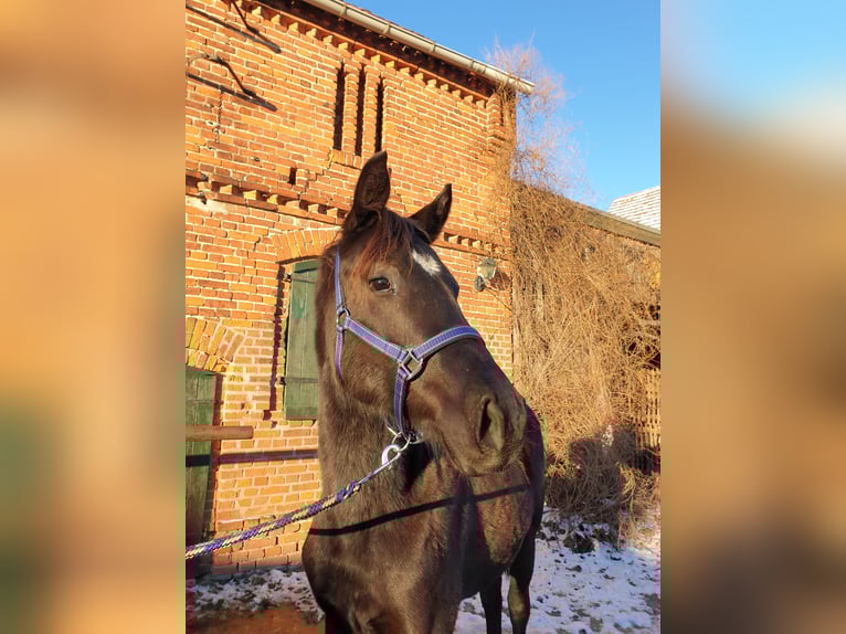 German Sport Horse Gelding 3 years 16,2 hh Smoky-Black in Wittstock/Dosse