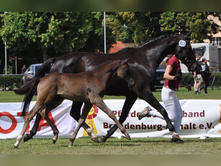 German Sport Horse Gelding 3 years 16,2 hh Smoky-Black in Wittstock/Dosse