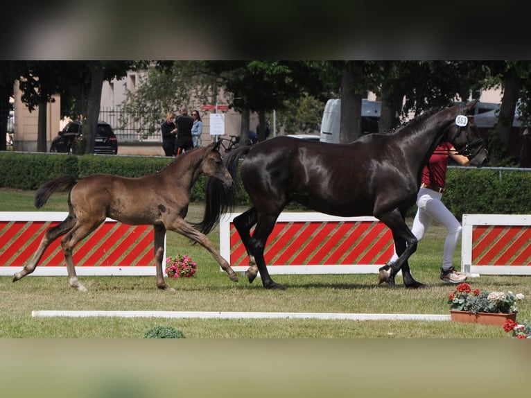 German Sport Horse Gelding 3 years 16,2 hh Smoky-Black in Wittstock/Dosse