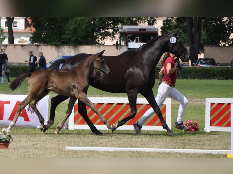 German Sport Horse Gelding 3 years 16,2 hh Smoky-Black in Wittstock/Dosse