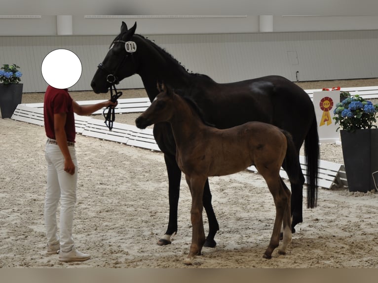 German Sport Horse Gelding 3 years 16,2 hh Smoky-Black in Wittstock/Dosse