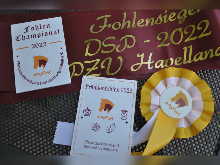 German Sport Horse Gelding 3 years 16,2 hh Smoky-Black in Wittstock/Dosse