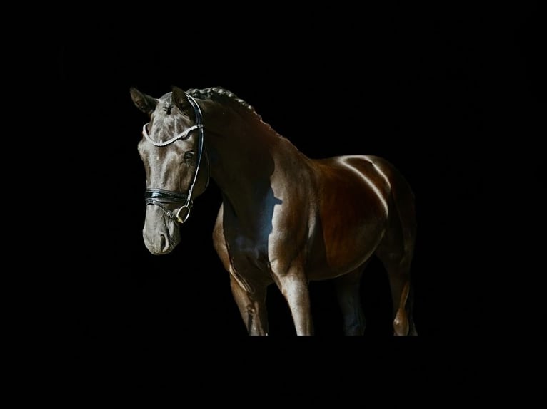 German Sport Horse Gelding 3 years 16,3 hh Black in Recke, bei Osnabr&#xFC;ck