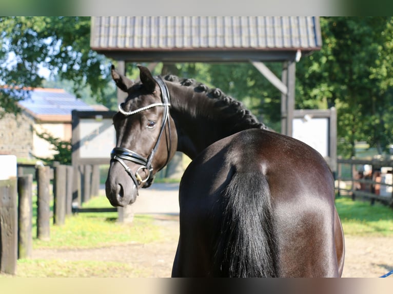 German Sport Horse Gelding 3 years 16,3 hh Black in Recke, bei Osnabr&#xFC;ck