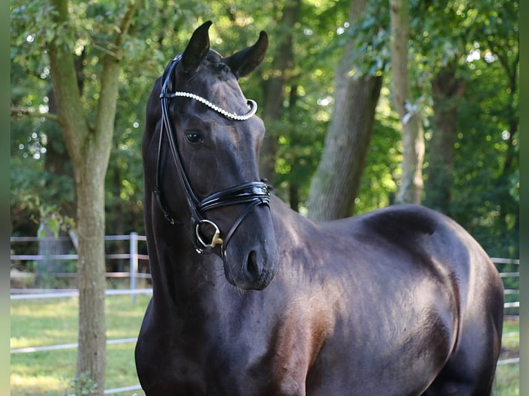 German Sport Horse Gelding 3 years 16,3 hh Black in Recke, bei Osnabr&#xFC;ck