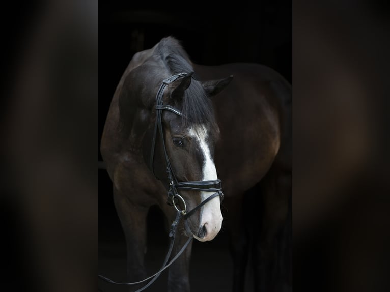 German Sport Horse Gelding 3 years 16,3 hh Brown in Traismauer