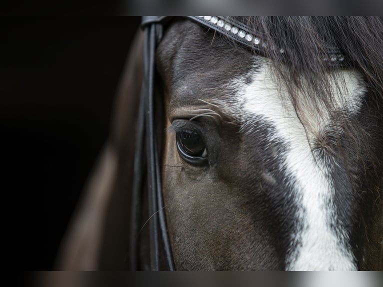 German Sport Horse Gelding 3 years 16,3 hh Brown in Traismauer