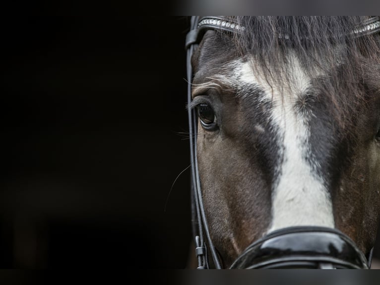 German Sport Horse Gelding 3 years 16,3 hh Brown in Traismauer