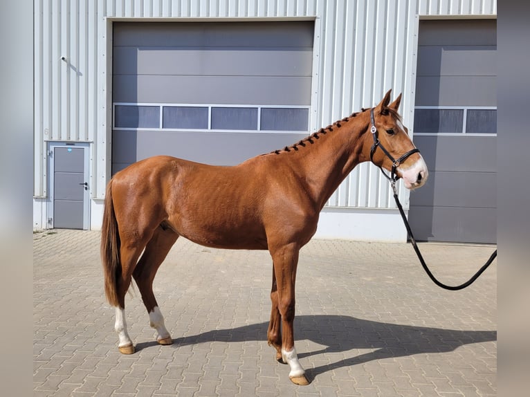 German Sport Horse Gelding 3 years 16,3 hh Chestnut-Red in Lauda-K&#xF6;nigshofen